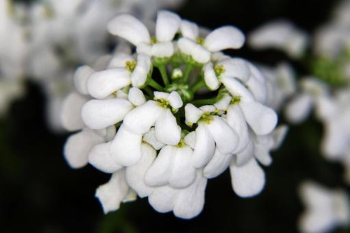 イベリス・マガリバナ イベリス・マガリバナ 草花,クローズアップ,春の写真素材
