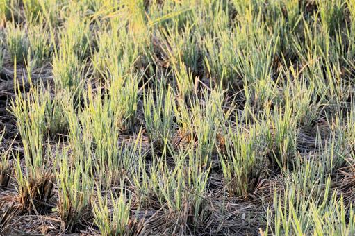 朝露とひこばえの写真