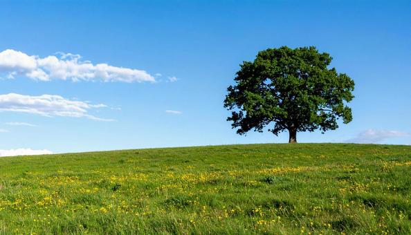 丘の上の大木 丘の上の大木の写真