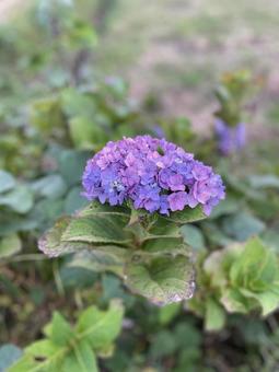 紫陽花 紫陽花の写真