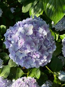 紫陽花 紫陽花の写真