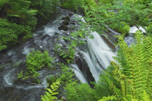 小さい滝 滝,森,自然の写真素材