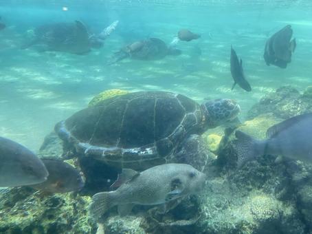 Photo, sea turtle, turtle, reptiles, 