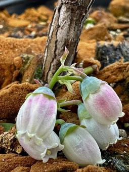 ブルーベリー花 ブルーベリー花の写真