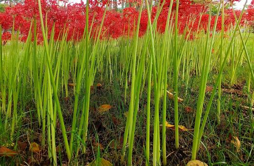群生する彼岸花と茎 群生する彼岸花と茎 彼岸花,茎,群生の写真素材
