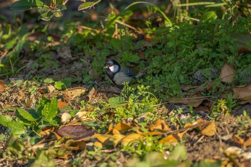 地面を歩くシジュウカラ 地面を歩くシジュウカラの写真