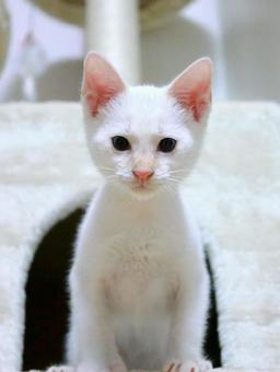 まっすぐにこちらを見つめる子猫 子猫,猫ハウス,白猫の写真素材
