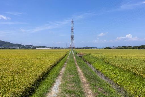 水田36 米,イネ,田の写真素材