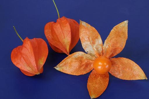 ホオズキの実 植物,ほおずき,鬼灯の写真素材