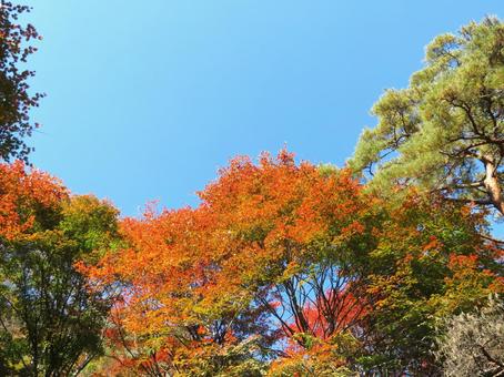 矢祭山の紅葉 矢祭山の紅葉 紅葉,秋,11月の写真素材