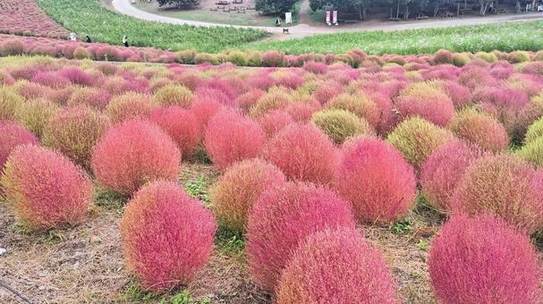 国営ひたち海浜公園 コキア 国営ひたち海浜公園 コキア コキア,紅葉,赤の写真素材
