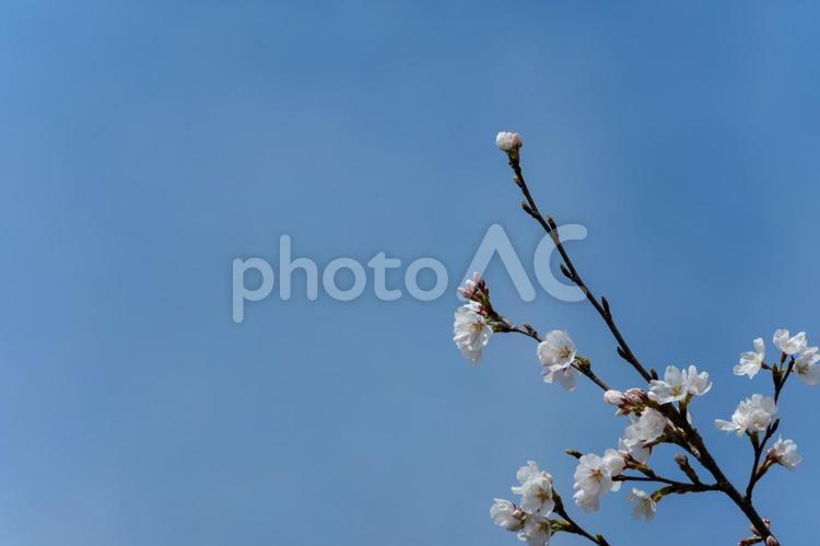 青空に映える桜のつぼみと花 桜,花,白の写真素材