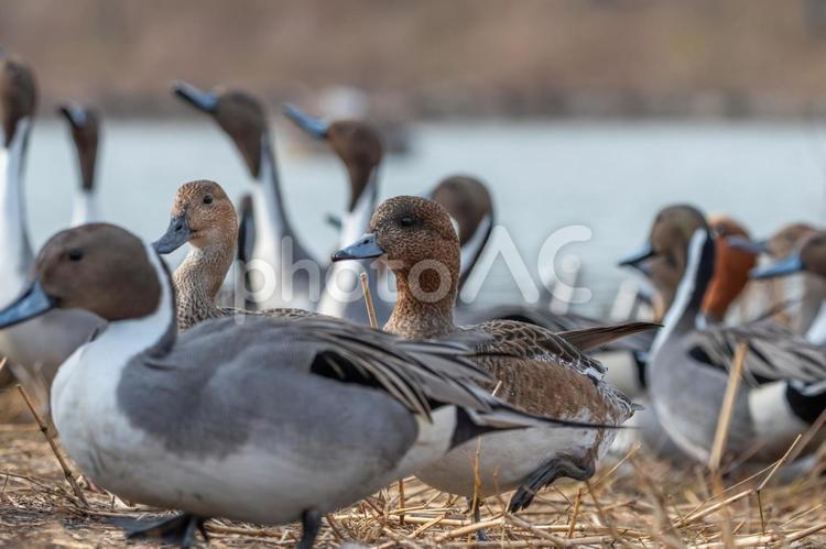 水辺で憩うオナガガモたち オナガガモ,カモ,鳥の写真素材