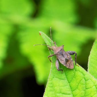 Photo, oyster bug, stink bug, insect, 