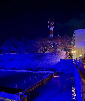 福井城跡　世界糖尿病デー　ライトアップ 飾り,ブルーライト,青の写真素材