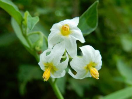 【花の写真】イヌホオズキ（犬酸漿） イヌホオズキ,犬酸漿,植物の写真素材