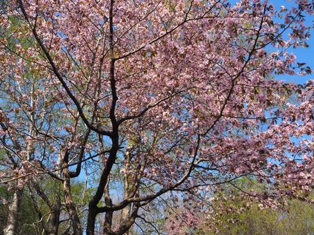 桜6 桜,春,木の写真素材