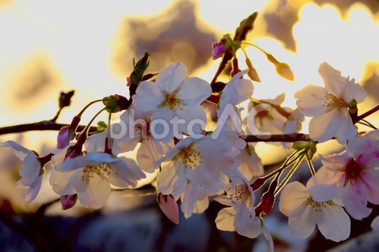 桜と夕日 日差し,晴れ,空の写真素材