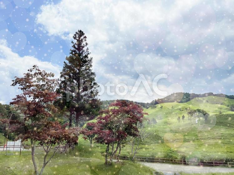 冬景色　青空と木々に降り注ぐ粉雪イメージ 雪,粉雪,冬景色の写真素材