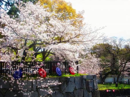 さくらと笠 桜,サクラ,さくらの写真素材