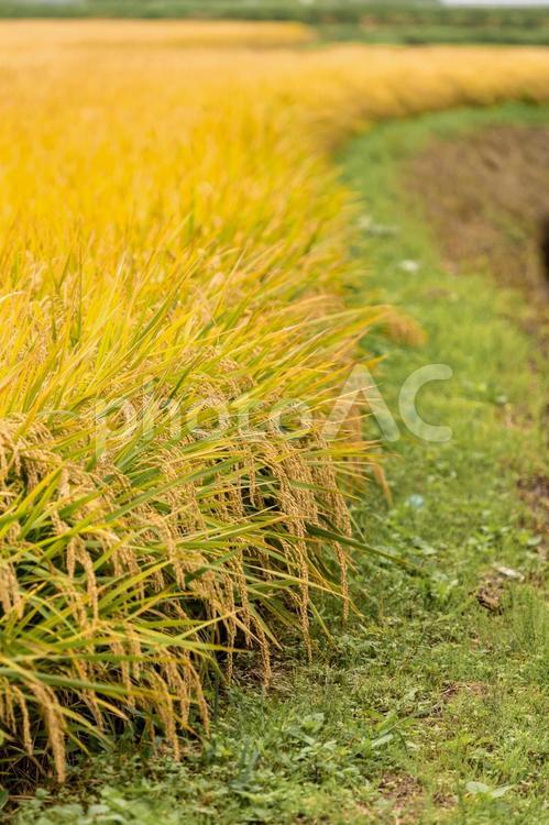稲刈りの季節 米,あぜ道,昔ながらの写真素材