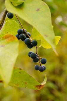 日差しを浴びる可愛い山葡萄の実 山ぶどう,植物,実の写真素材