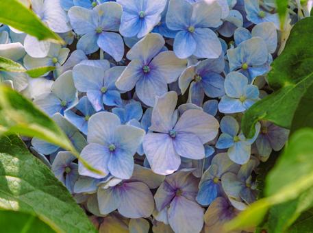 アジサイの花29 アジサイの花29 アジサイ,紫陽花,花の写真素材