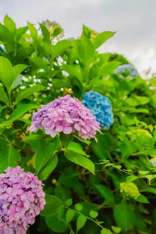 【青森】青い森公園の花 2025 【青森】青い森公園の花 2025の写真