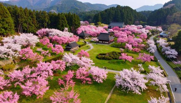 空撮された桜並木 空撮された桜並木の写真