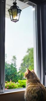 お散歩できない猫_AS000005 お散歩できない猫_AS000005の写真