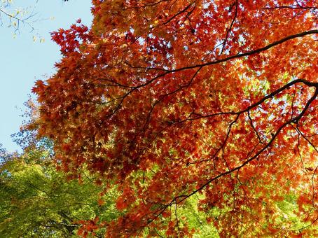 秋の日差しに透ける鮮やかな紅葉 秋の日差しに透ける鮮やかな紅葉 紅葉,秋,オレンジ色の写真素材