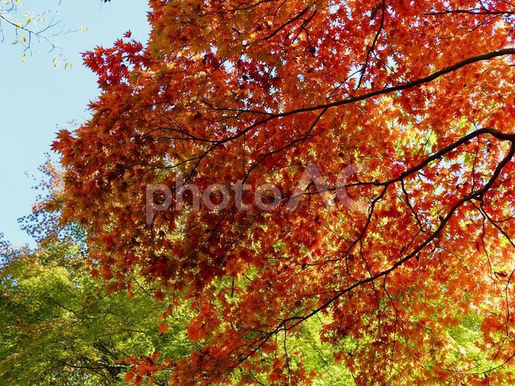 秋の日差しに透ける鮮やかな紅葉 紅葉,秋,オレンジ色の写真素材