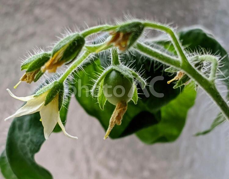 ミニトマト成長過程 成長過程,ミニトマト,花の写真素材