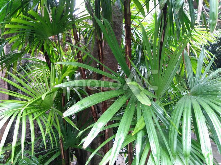 植物3　背景用 葉,熱帯,ヤシ科の写真素材