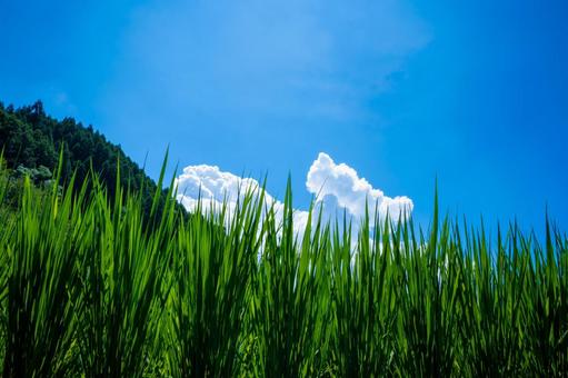 夏の稲と青空 稲穂,新米,入道雲の写真素材