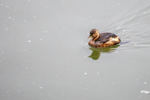 カイツブリ⒇の写真
