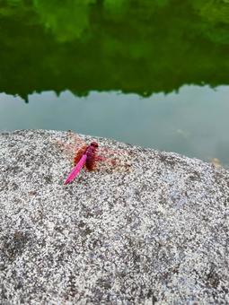 紅トンボ 紅トンボ 紅とんぼ,べにとんぼ,とんぼの写真素材