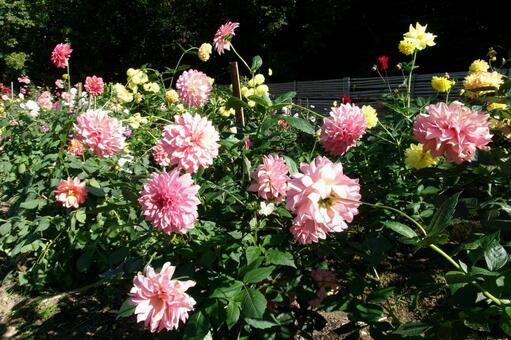 ダリア 自然,ダリア,群生の写真素材