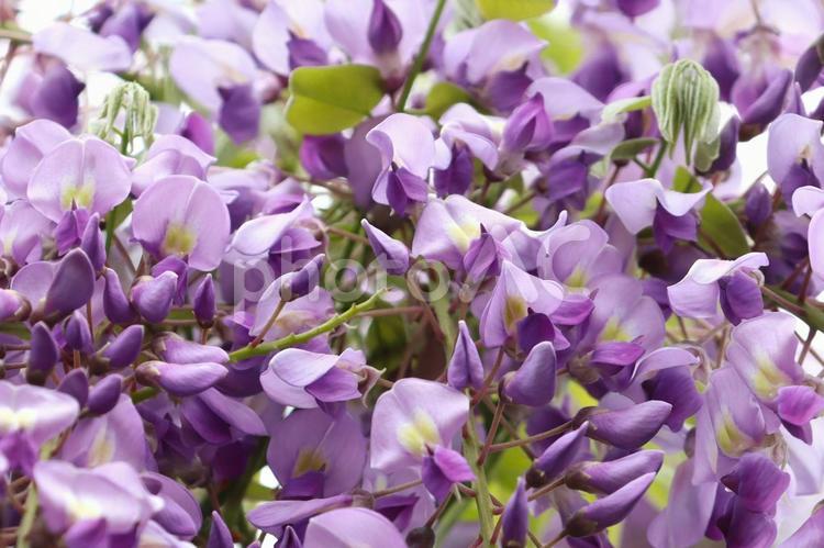 密集して咲く藤の花のアップ 藤の花,紫色,クローズアップの写真素材