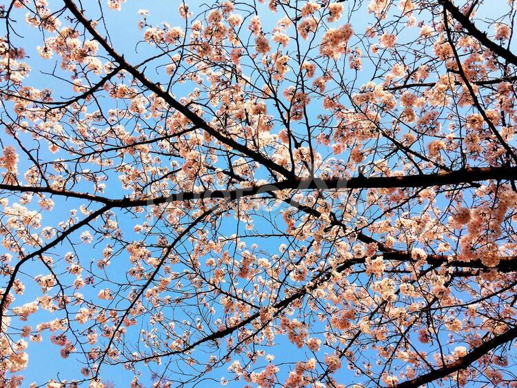 桜 桜,サクラ,さくらの写真素材