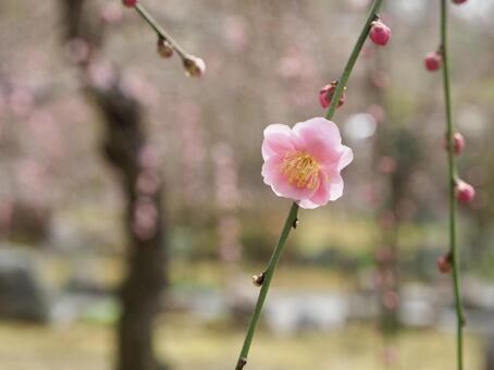 梅の花のクローズアップ　春の背景素材 梅,梅の花,花の写真素材