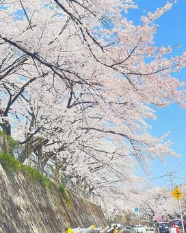 さくら さくらの写真