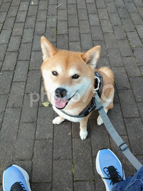 お散歩が楽しい笑顔の愛犬くるみです！ 犬,柴犬,シバの写真素材