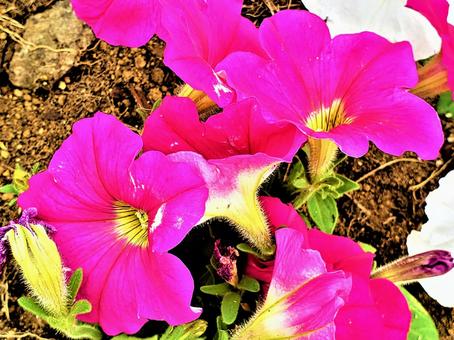 赤紫のお花の写真