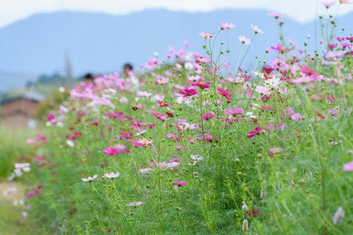 秋の風に揺れるコスモス畑 コスモス,花,ピンクの写真素材