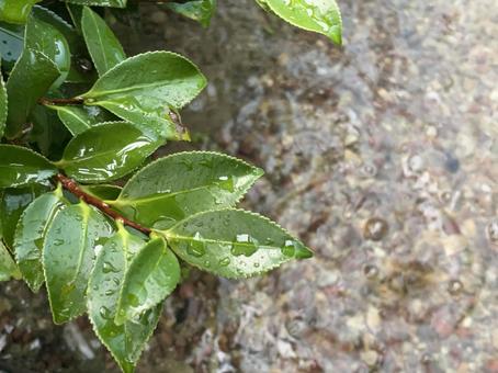 水たまりに広がる波紋 水たまりに広がる波紋の写真