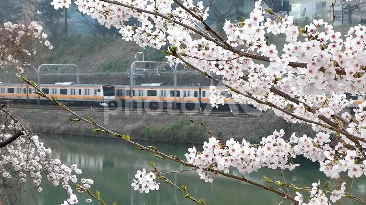 桜の向こう見える電車（市ヶ谷） 桜,満開,春の写真素材