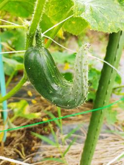 自然なきゅうり 自然なきゅうり きゅうり,野菜,夏の写真素材