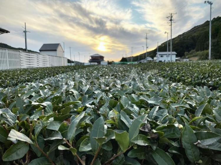 夕景と茶畑 茶畑,夕景,エモの写真素材