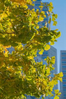 東京都庁と紅葉の風景 02 東京都庁,新宿,都庁の写真素材